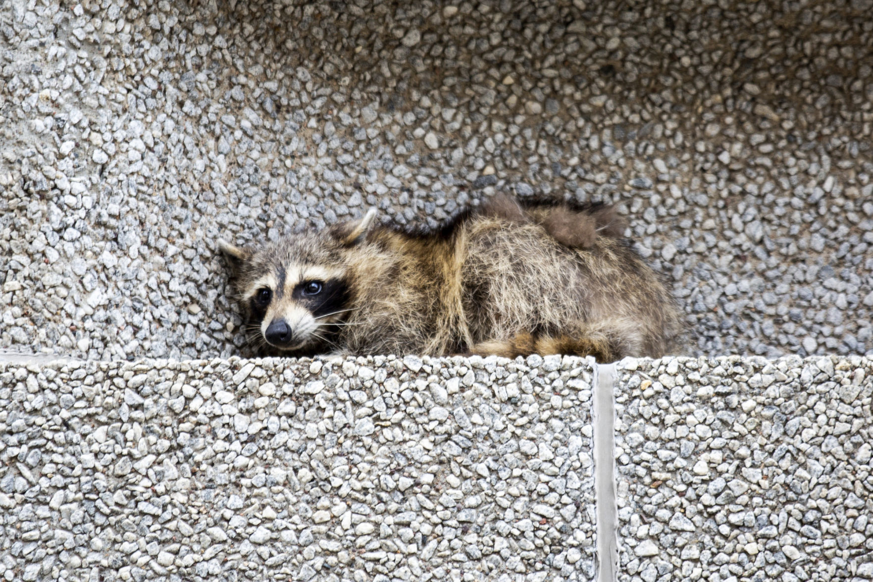 Stranded Raccoon
